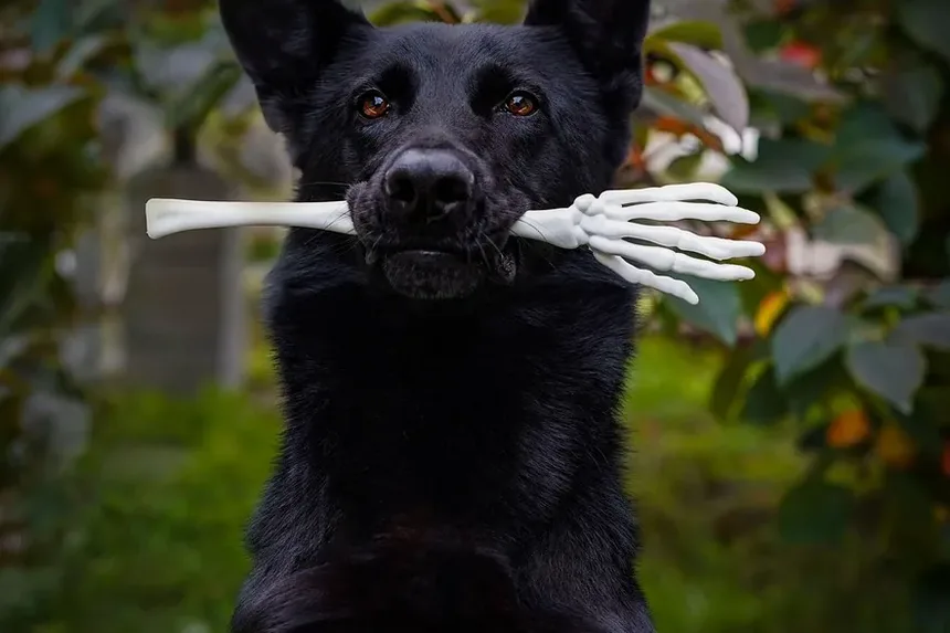 Efeitos Colaterais da Injeção de B12 em Cães: O Que Você Precisa Saber