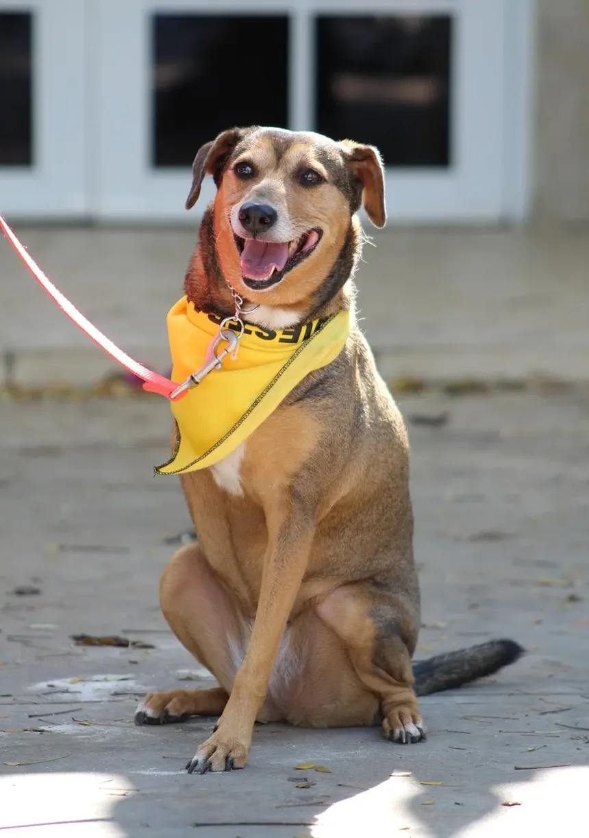 Efeitos Colaterais da Injeção de Berenil em Cães: O Que Você Precisa Saber
