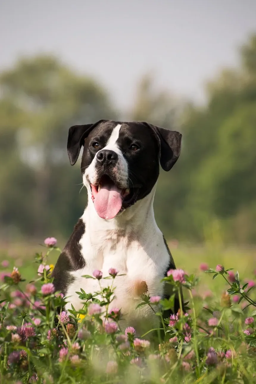 Um Cão Pode Ficar Doente Após as Vacinações?