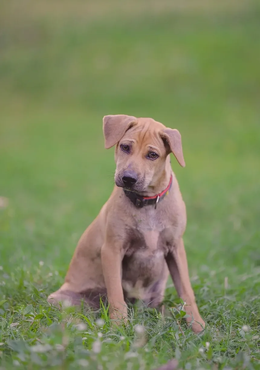 Um Cão Pode Ficar Doente Após as Vacinações?