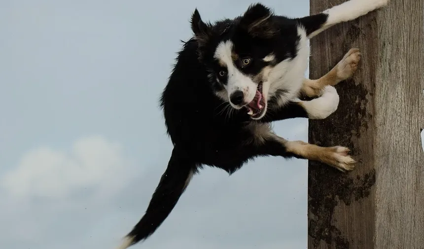 Um Cão Pode Ficar Doente Após as Vacinações?