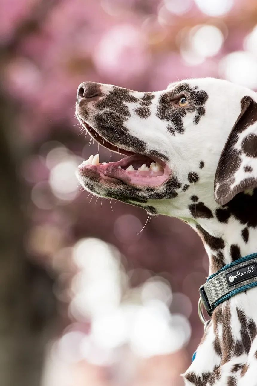 Efeitos Colaterais da Injeção de Cerenia em Cães