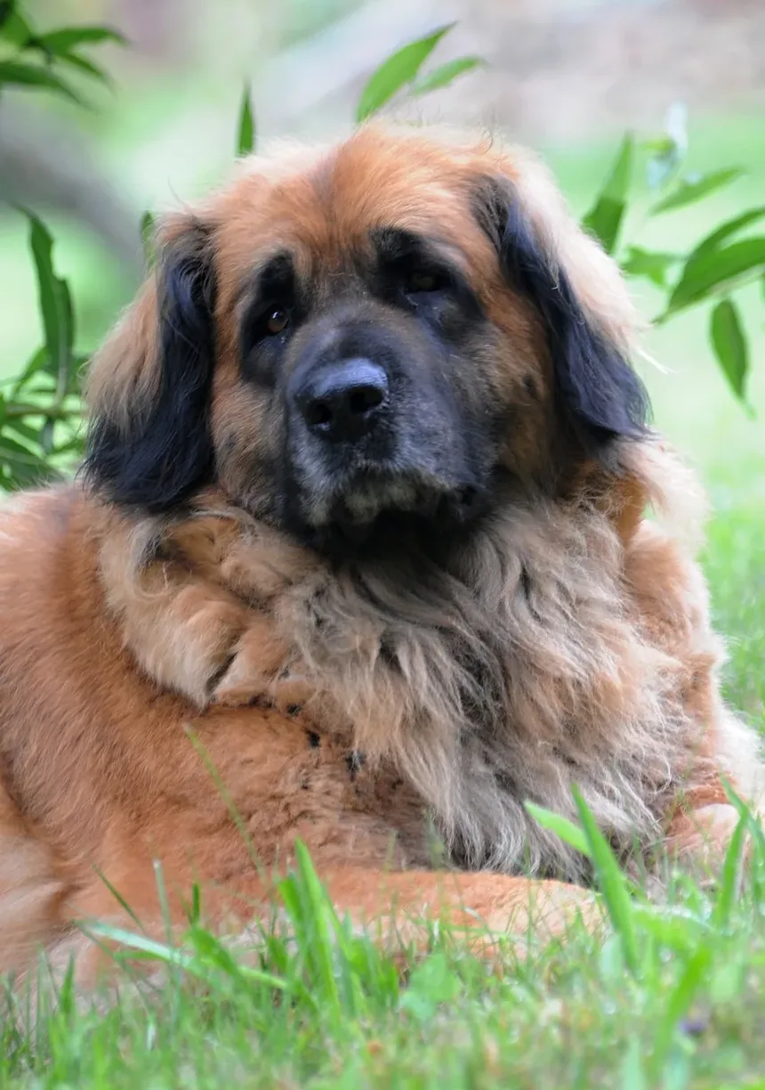 Efeitos Colaterais da Injeção de Cerenia em Cães