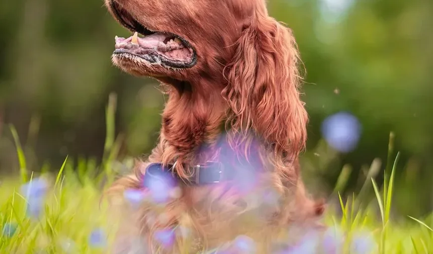 Efeitos Colaterais da Injeção de Cerenia em Cães