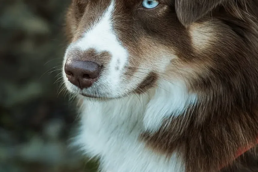 Efeitos Colaterais da Injeção de Cerenia em Cães