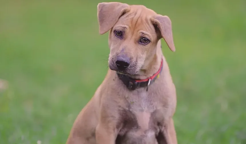Efeitos Colaterais da Injeção de Convenia em Cães