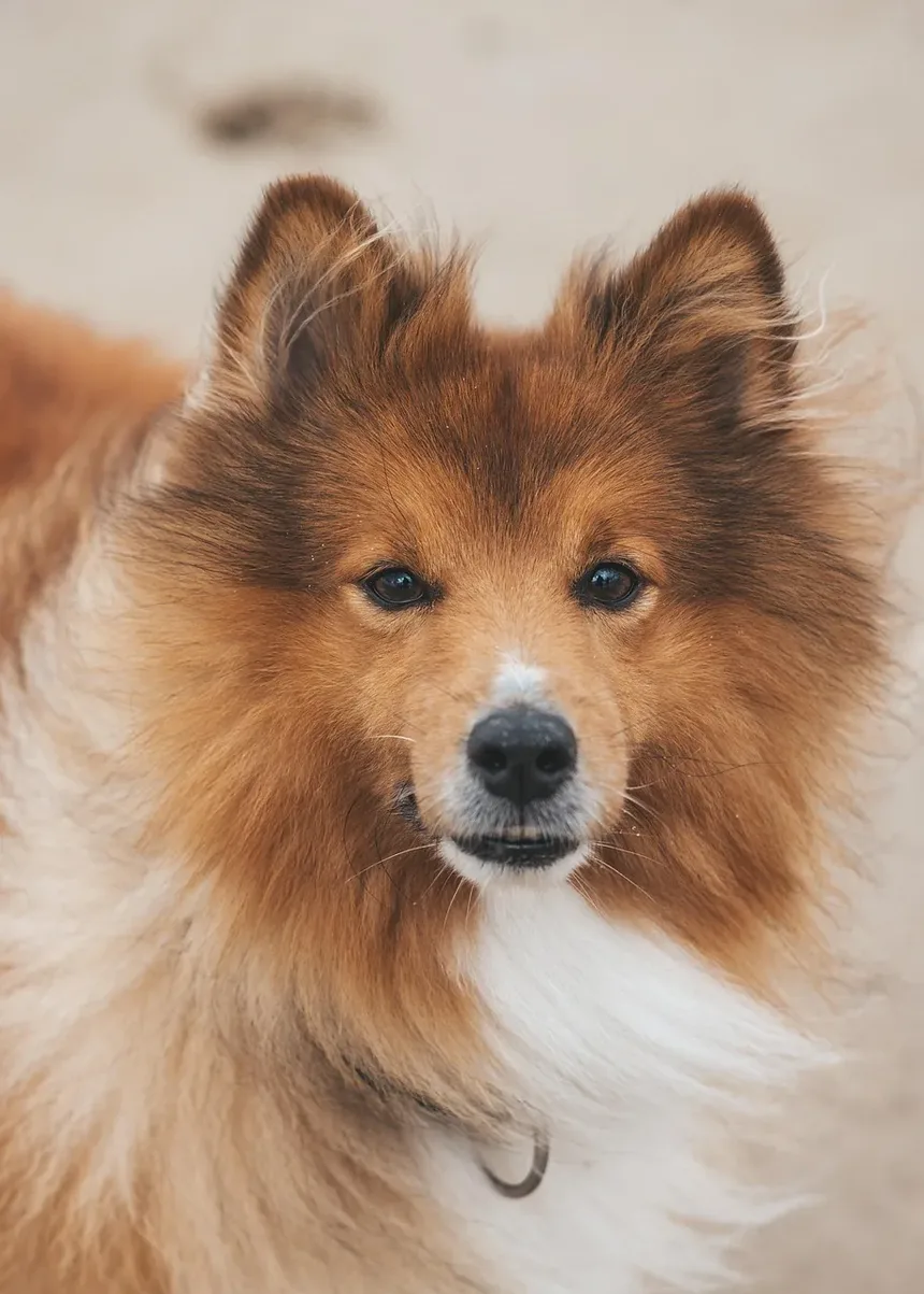 Efeitos Colaterais da Vacina contra o Coronavírus em Cães: O Que Você Precisa Saber