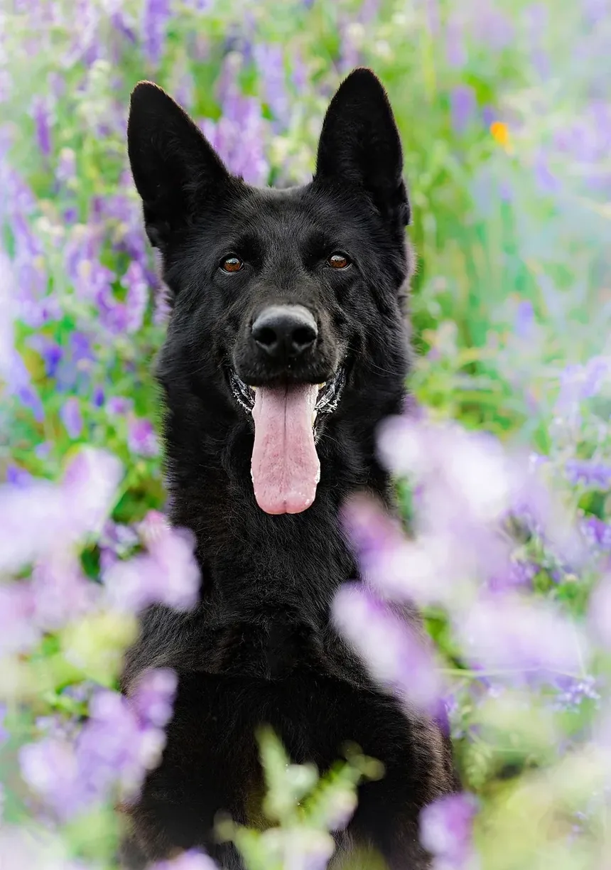 Efeitos Colaterais da Vacina contra o Coronavírus em Cães: O Que Você Precisa Saber
