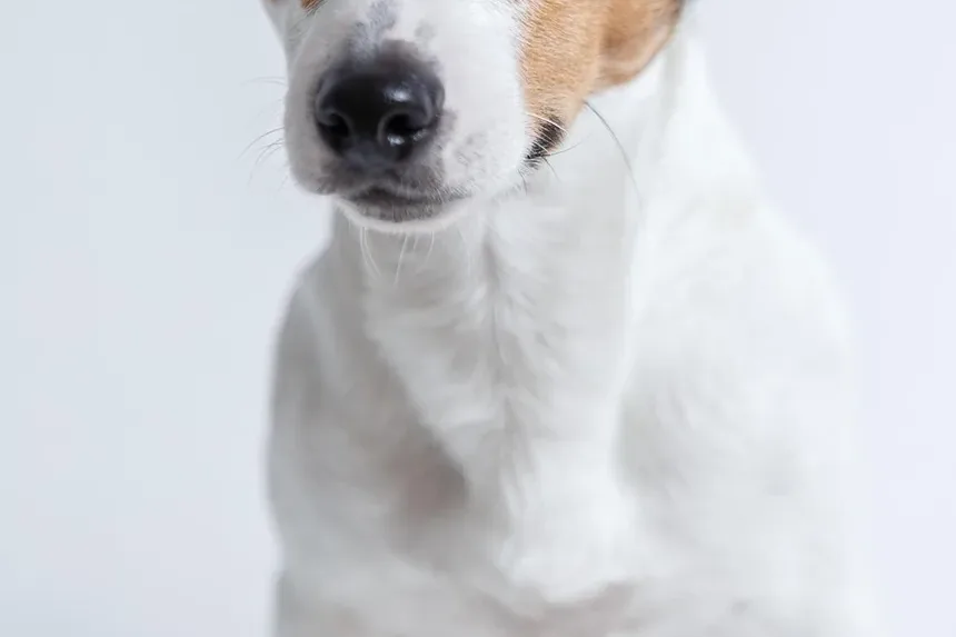 Efeitos Colaterais da Vacina contra o Coronavírus em Cães: O Que Você Precisa Saber