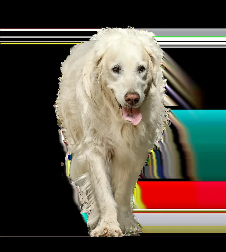 Efeitos Colaterais da Injeção de Cortisona em Cães: Um Guia Completo