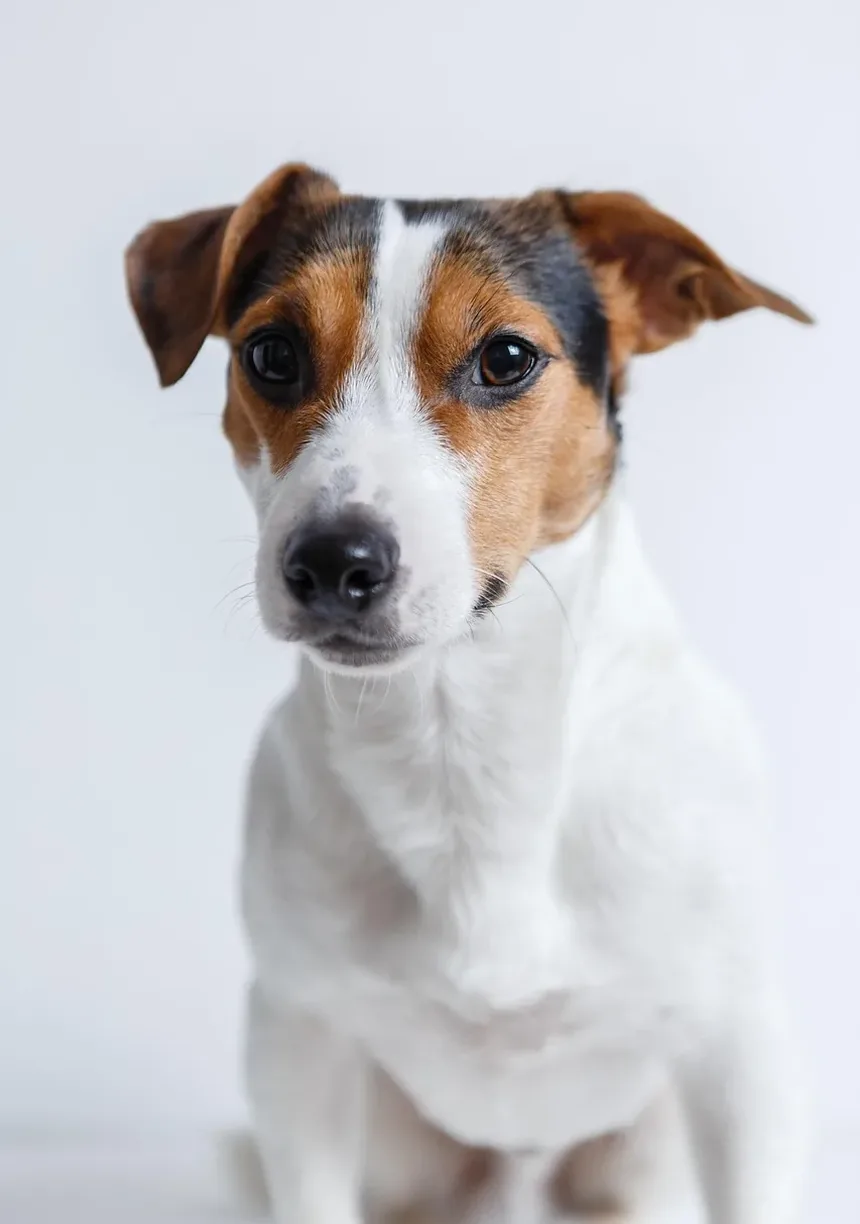 Efeitos Colaterais da Injeção de Cortisona em Cães: Um Guia Completo