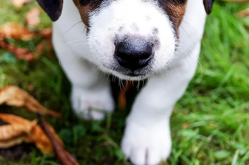 Efeitos Colaterais da Injeção de Cortisona em Cães: Um Guia Completo