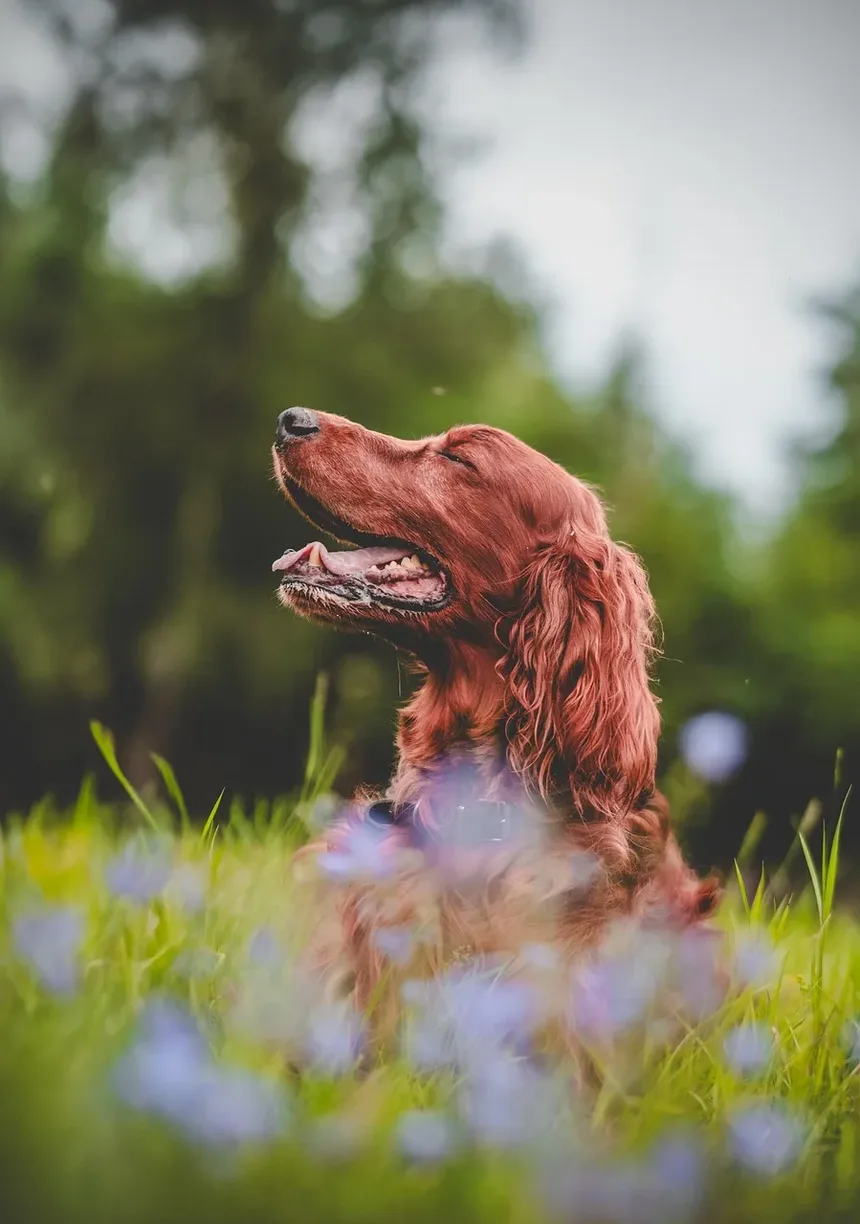 Efeitos Colaterais da Injeção de Dexametasona em Cães
