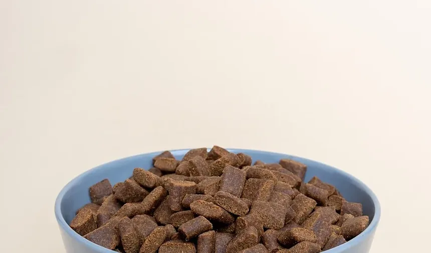 Efeitos Colaterais da Injeção de Dexametasona em Cães