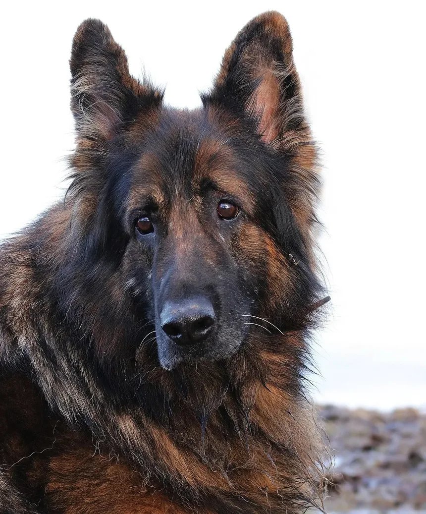 Efeitos Colaterais da Vacinação em Cães na Austrália: O Que os Donos de Pets Precisam Saber
