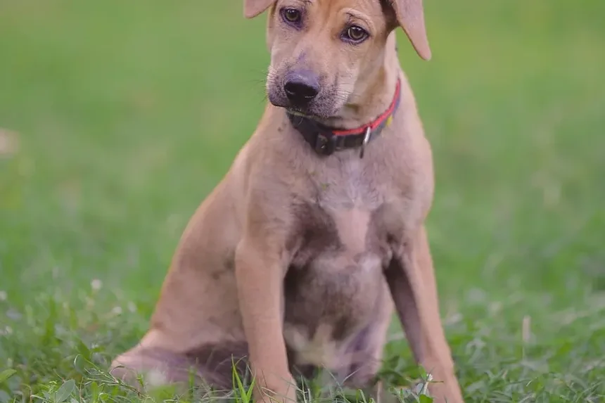 Efeitos Colaterais da Vacinação em Cães na Austrália: O Que os Donos de Pets Precisam Saber