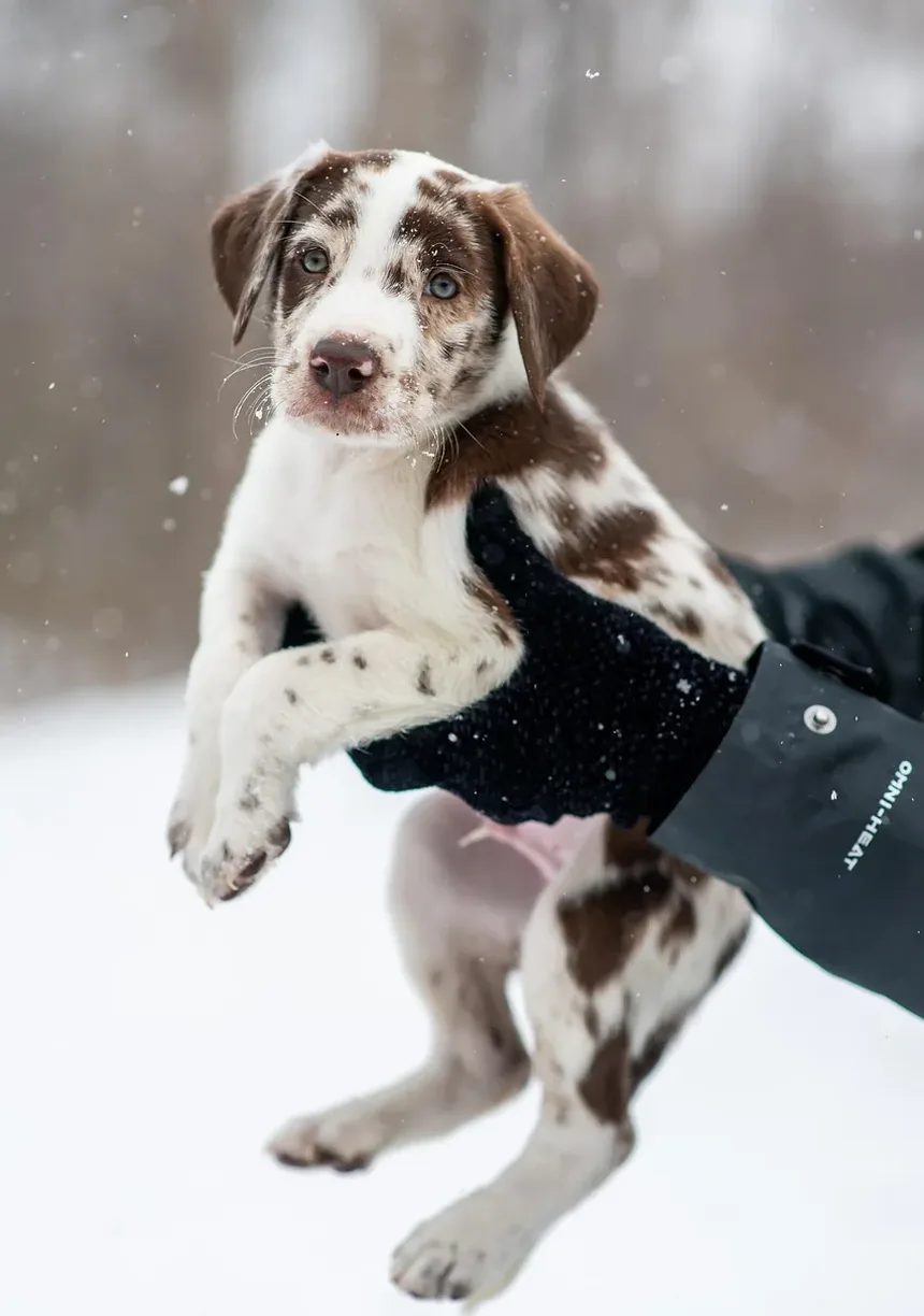 Efeitos Colaterais das Vacinas para Cães: Quanto Tempo Duram?