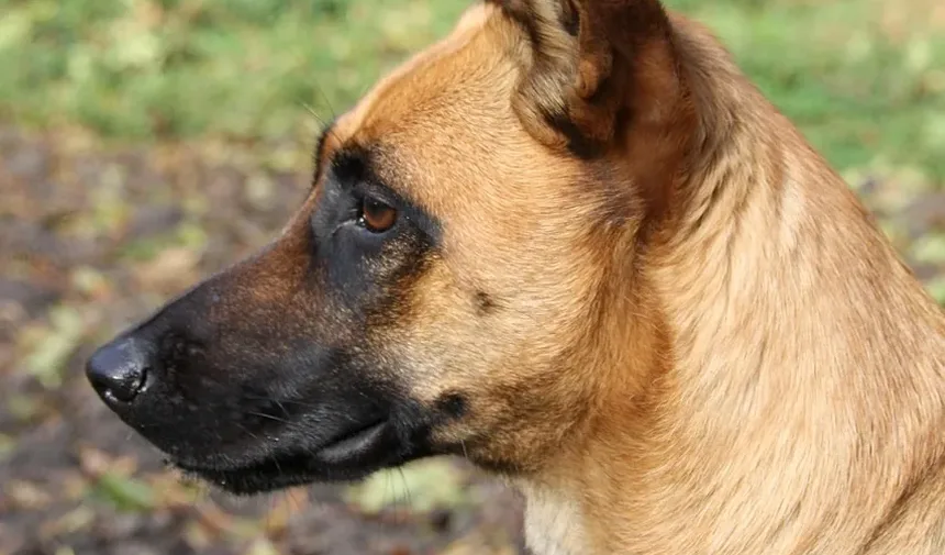 Efeitos Colaterais das Vacinas para Cães: Quanto Tempo Duram?
