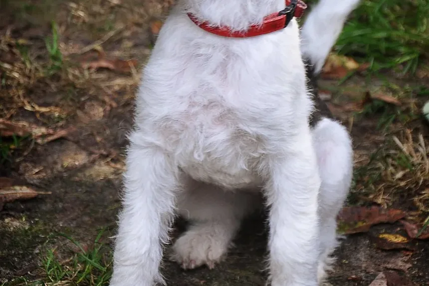 Efeitos Colaterais das Vacinas para Cães: Quanto Tempo Duram?