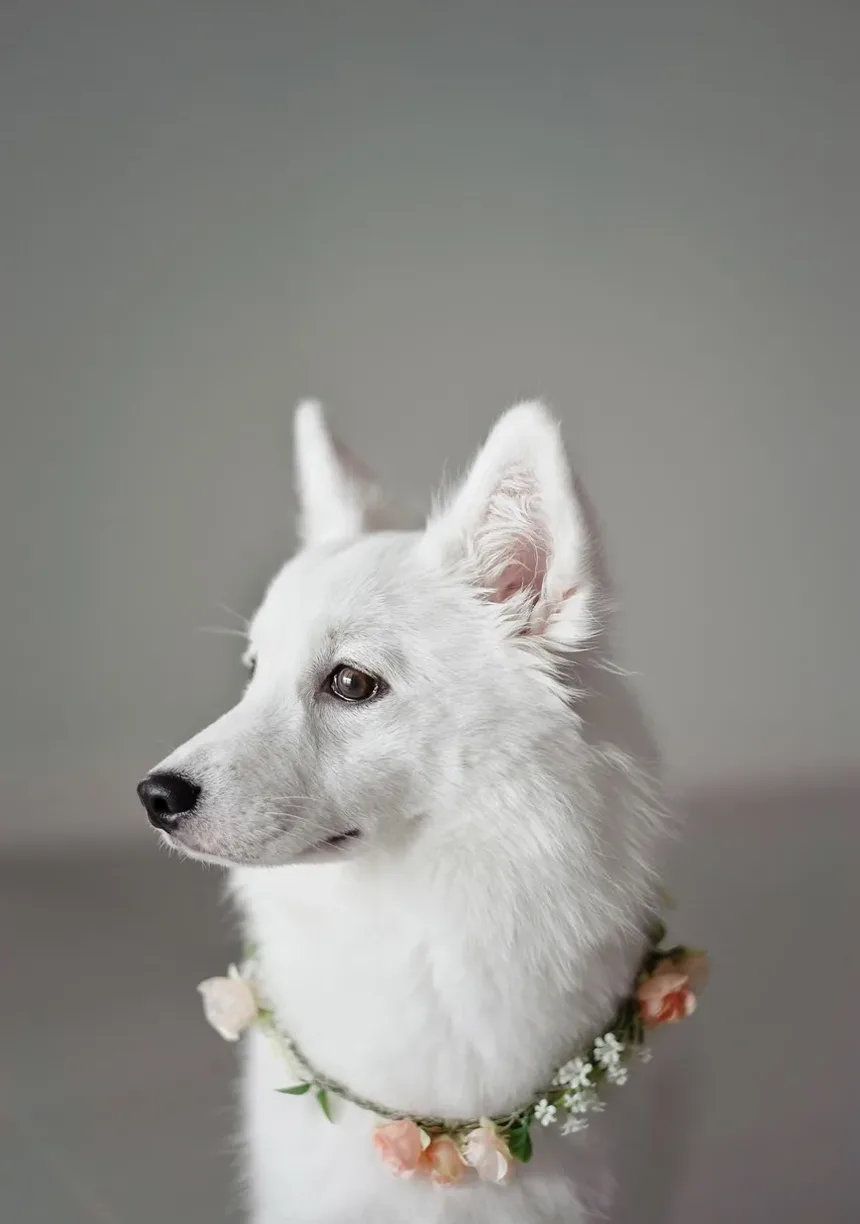 Entendendo os Efeitos Colaterais das Vacinas em Cães: Tremores e O Que Observar