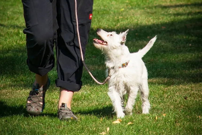 Entendendo os Efeitos Colaterais das Vacinas em Cães: Tremores e O Que Observar