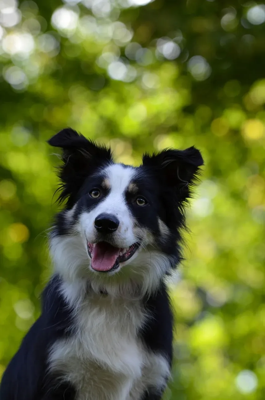 Efeitos Colaterais da Vacina contra Verme do Coração em Cães: O Que Você Precisa Saber