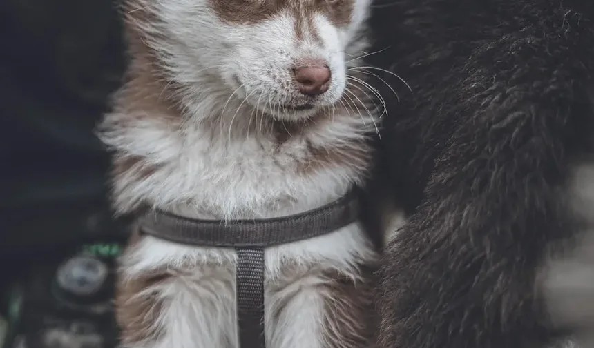 Efeitos Colaterais da Vacina contra Verme do Coração em Cães: O Que Você Precisa Saber