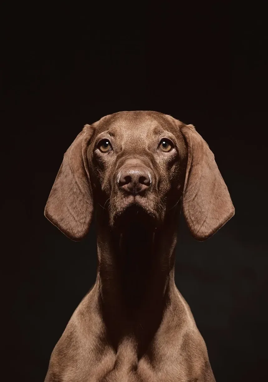 Efeitos Colaterais da Injeção de Imidocarb em Cães: O Que Você Precisa Saber