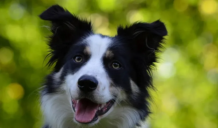 Efeitos Colaterais da Injeção de Imidocarb em Cães: O Que Você Precisa Saber