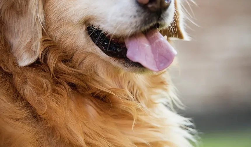 Efeitos Colaterais da Vacina contra Tosse dos Canis em Cães