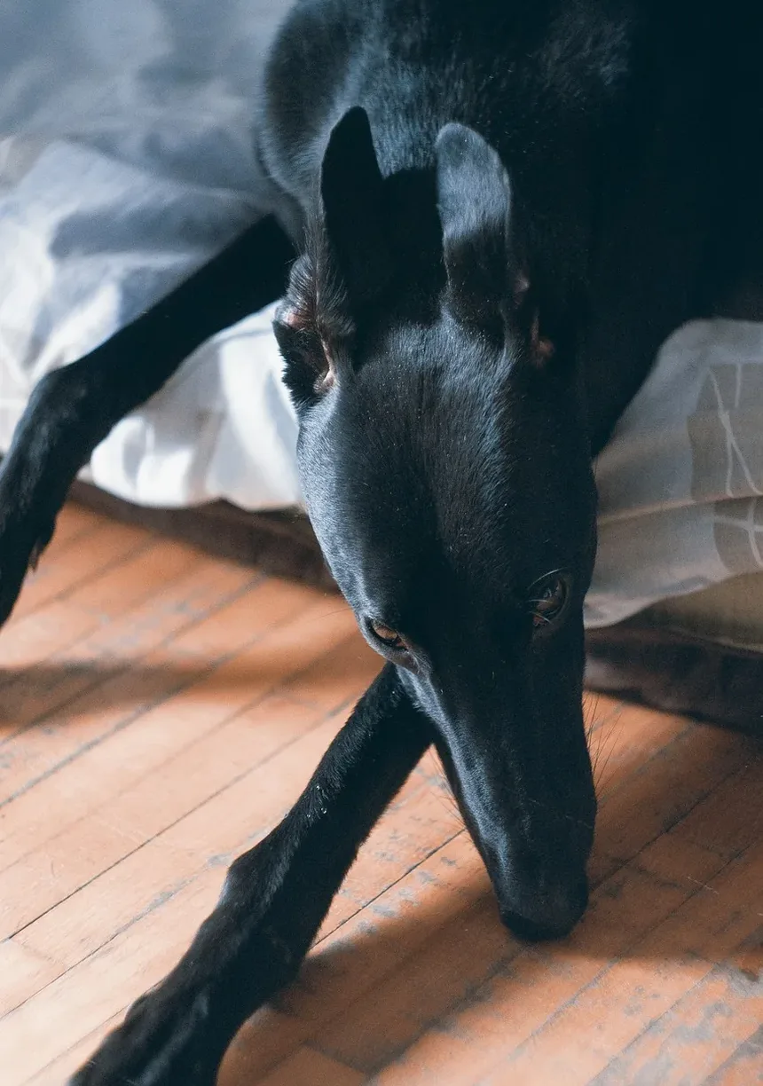 Efeitos Colaterais da Vacina Lepto em Cães: O Que Você Precisa Saber