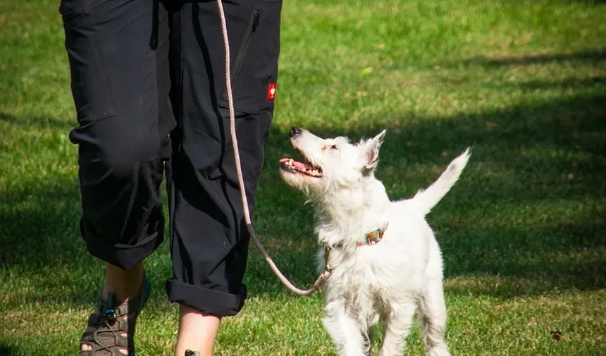 Efeitos Colaterais da Vacina Lepto em Cães: O Que Você Precisa Saber