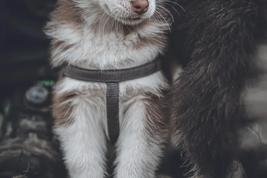 Efeitos Colaterais da Vacina Lepto em Cães: O Que Você Precisa Saber