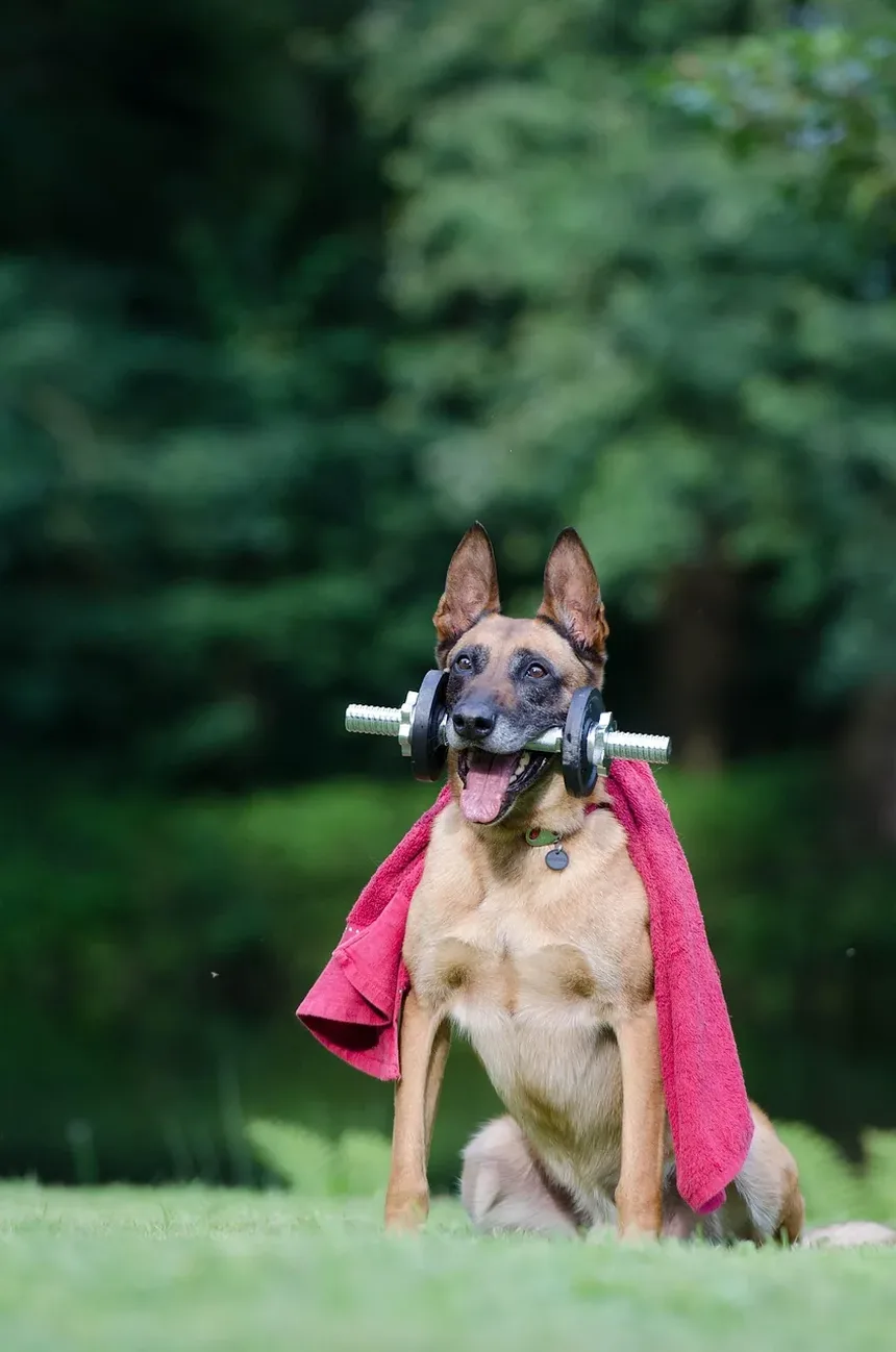 Efeitos Colaterais da Vacina contra Leptospirose em Cães Pequenos: Quanto Tempo Duram?