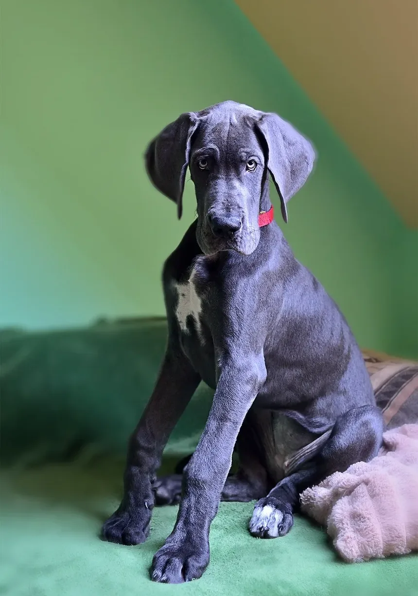 Efeitos Colaterais da Vacina contra Leptospirose em Cães Pequenos: Quanto Tempo Duram?