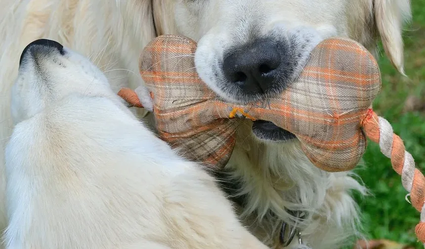 Efeitos Colaterais da Vacina contra Leptospirose em Cães Pequenos: Quanto Tempo Duram?