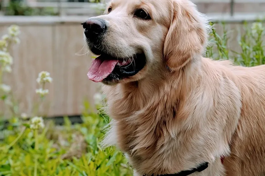 Efeitos Colaterais da Vacina contra Leptospirose em Cães Pequenos: Quanto Tempo Duram?