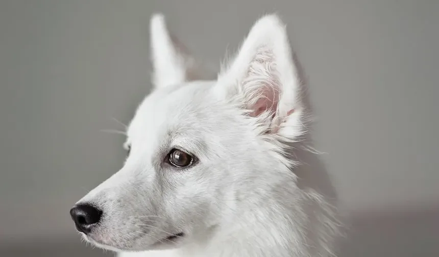 Efeitos Colaterais da Injeção de Meloxicam em Cães: O Que Você Precisa Saber