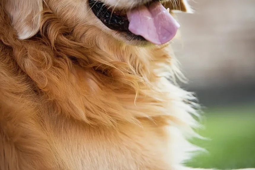 Efeitos Colaterais da Injeção de Meloxicam em Cães: O Que Você Precisa Saber