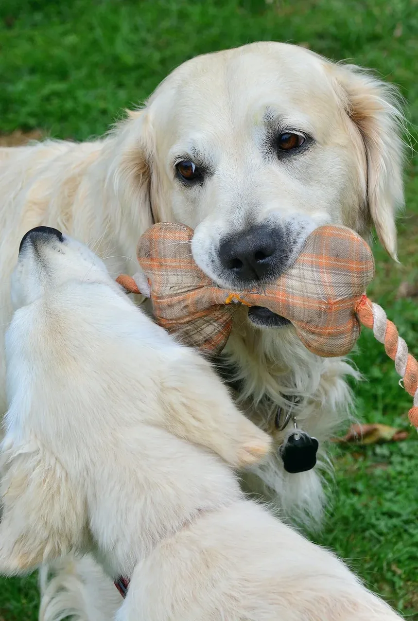 Efeitos Colaterais da Vacina Tdap em Cães: O Que Você Precisa Saber