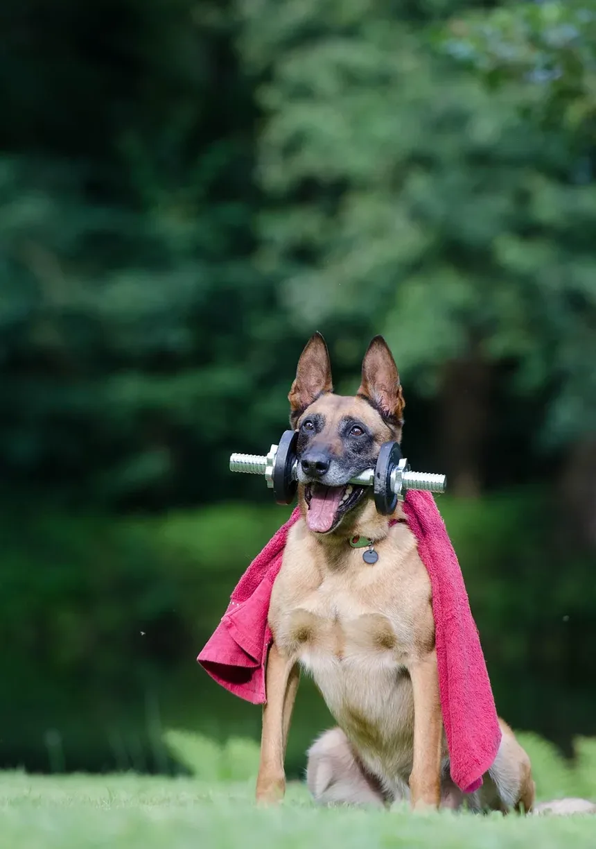 Efeitos Colaterais da Vacina Tdap em Cães: O Que Você Precisa Saber