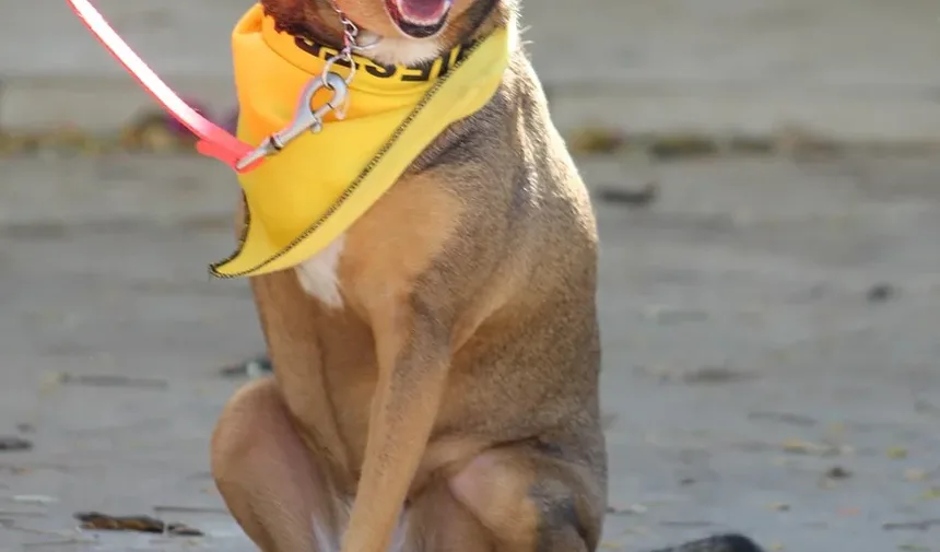 Efeitos Colaterais da Vacina Tdap em Cães: O Que Você Precisa Saber