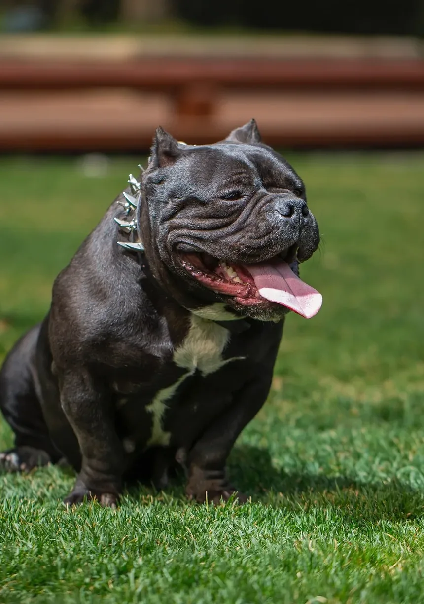 Efeitos Colaterais da Injeção de Vincristina em Cães: O Que Você Precisa Saber