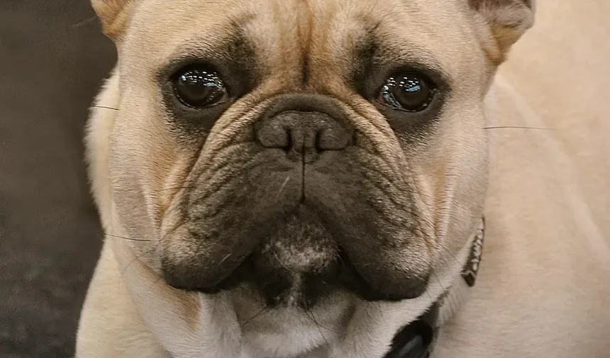 Efeitos Colaterais da Injeção de Vincristina em Cães: O Que Você Precisa Saber