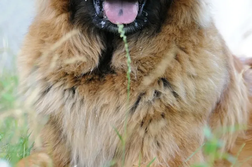 Efeitos Colaterais da Injeção de Vincristina em Cães: O Que Você Precisa Saber